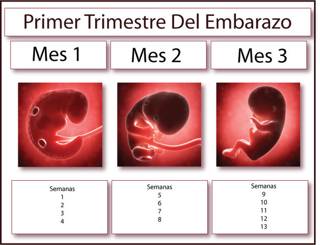 Fin del 1er trimestre