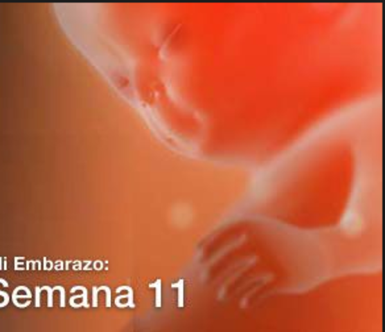 Semana 11