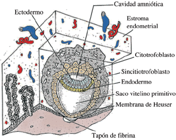 Semana 2