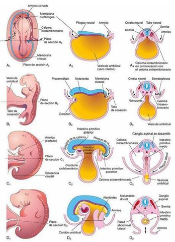 Plegamiento del embrion