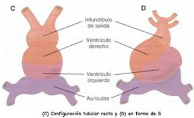 Corazón comienza a latir