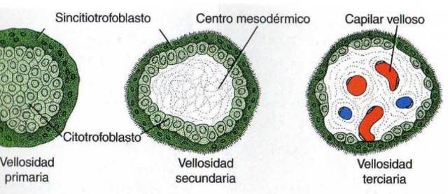 Día 24,25 > Continúa la formación de vellosidades en la placenta