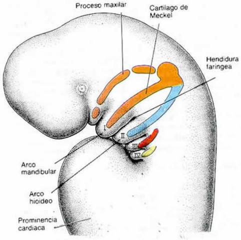 Día 35 > Arcos y hendiduras de los 4 arcos faríngeos