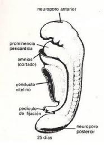 Día 26 > Arcos faríngeos
