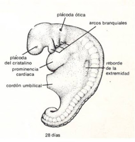 Día 28 > La neurulación se completa