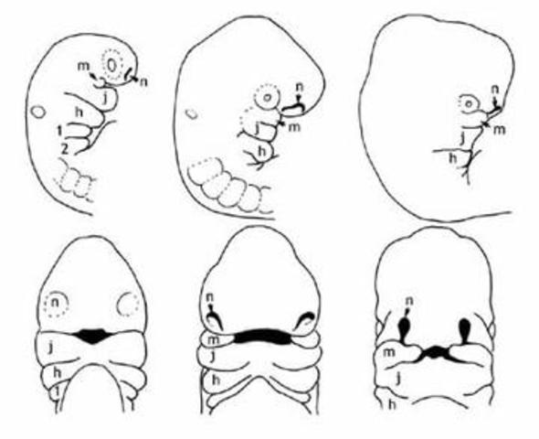 Día 30 > Desarrollo de la cara