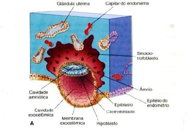 Blastocisto e implantación