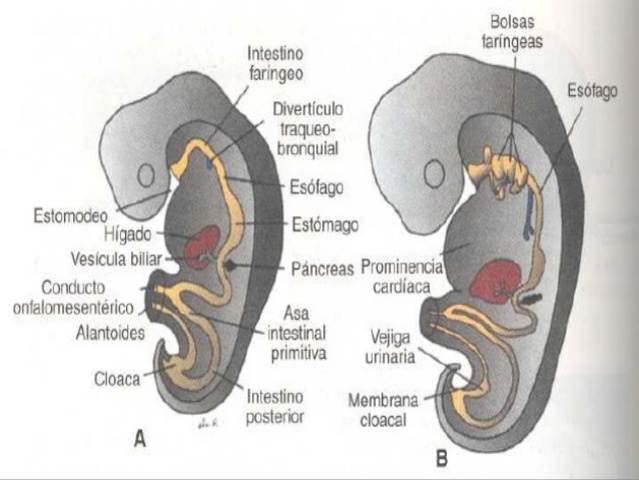 Día 31 > Desarrollo del intestino