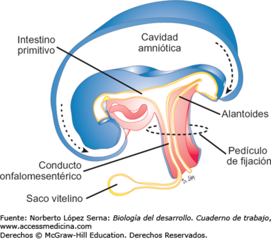 Día 33 > Anillo umbilical visible