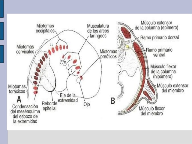 Día 38 > Desarrollo del músculo