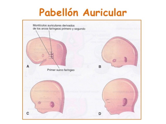 Día 40 > Montículos auriculares