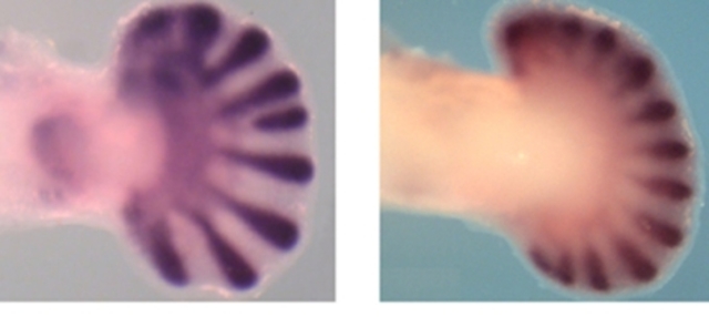 Día 42 > Formación de los dedos