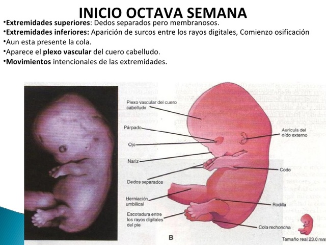 Día 49 > Dedos presentes y formación de los párpados