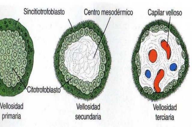 Vellosidades Coriónicas