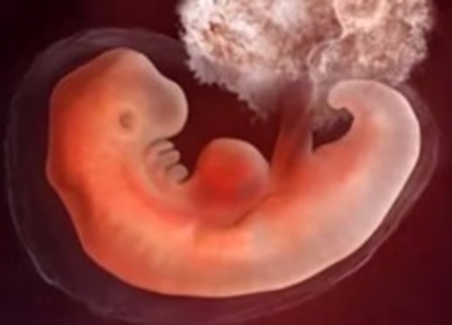 Tercera semana de gestación