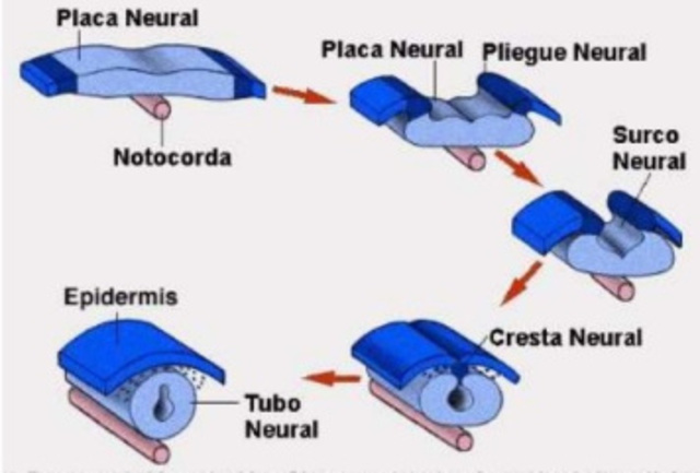 Cuarta semana de gestación