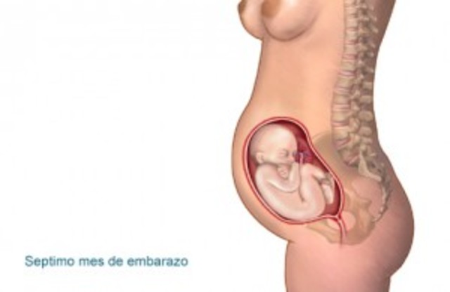 7mo mes de gestación