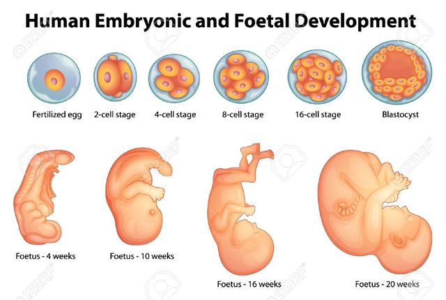 3°-8° SDG: PERÍODO EMBRIONARIO. (PERÍODO DE ORGANOGÉNESIS)