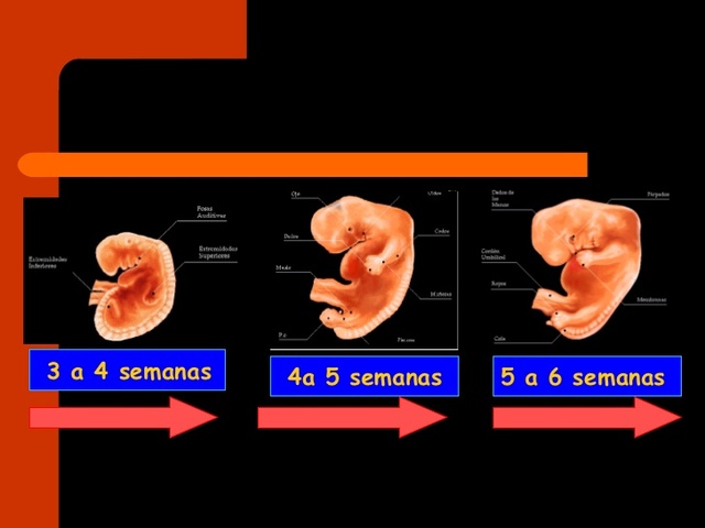 3°-8° SDG: PERÍODO EMBRIONARIO. (PERÍODO DE ORGANOGÉNESIS)