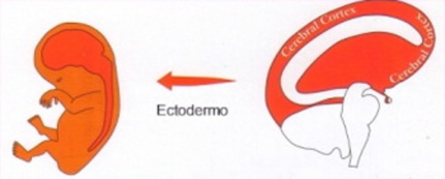 DERIVADOS DE LAS CAPAS GERMINALES: ectodermo.