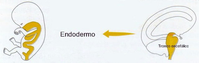 DERIVADOS DE LAS CAPAS GERMINALES: endodermo