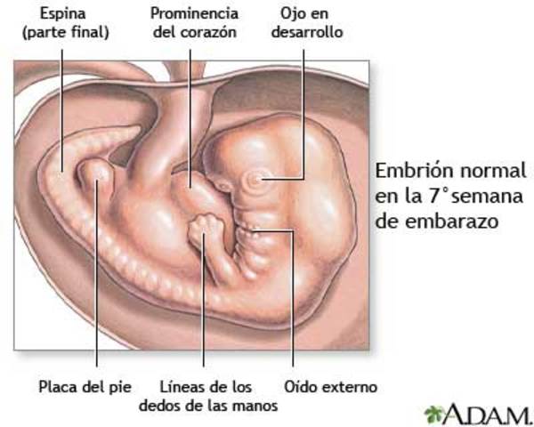 7° SDG (DÍA 50-56)
