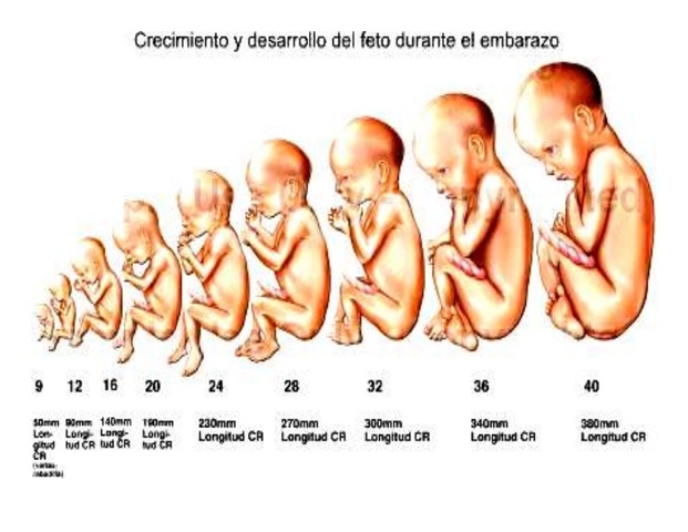 INICIO DE 9° SDG-NACIMIENTO: PERÍODO FETAL.