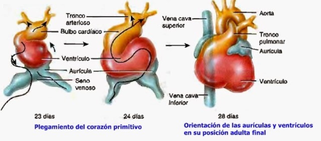 SISTEMA VASCULAR