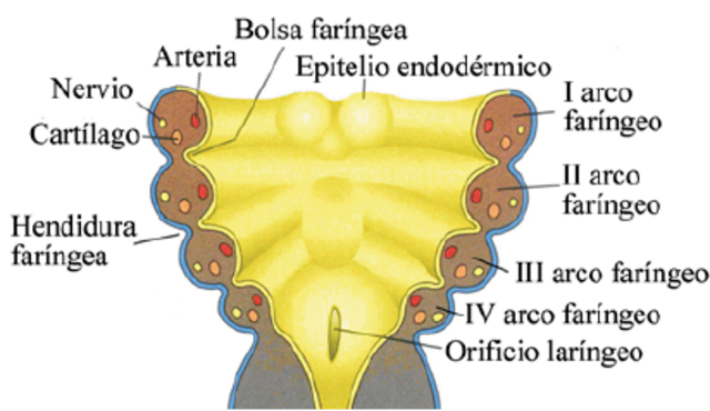 Semana 4