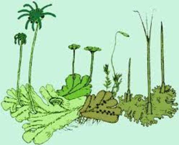 F) First land plants
