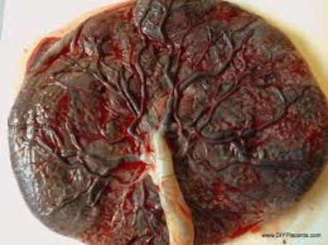 Inicia formación de placenta