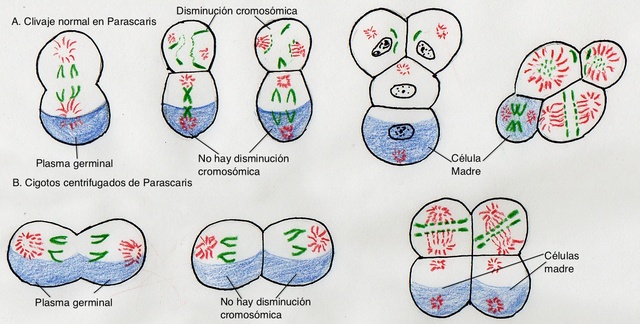 August Weissman propone la Teoría de la continuidad del Germoplasma