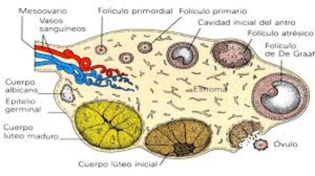 Comienza el desarrollo de los folículos ovaricos