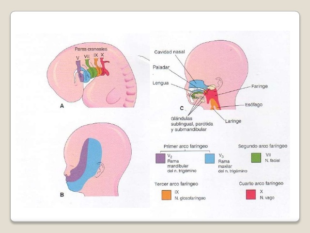 7) Formación de arcos faríngeos