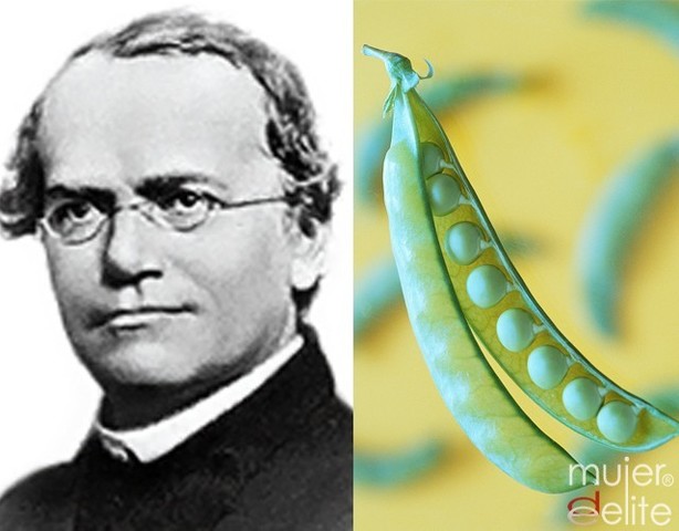 Gregor Mendel sentó las bases para teoría de la herencia moderna.