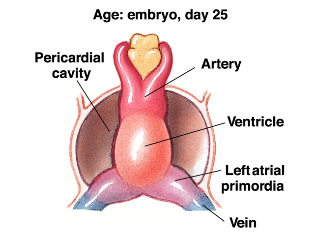Un corazón nuevo late