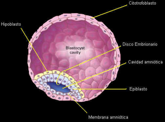 Disco embrionario bilaminar