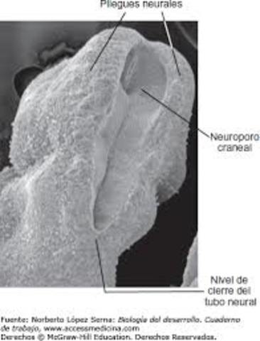 *Cierre del neuroporo rostral