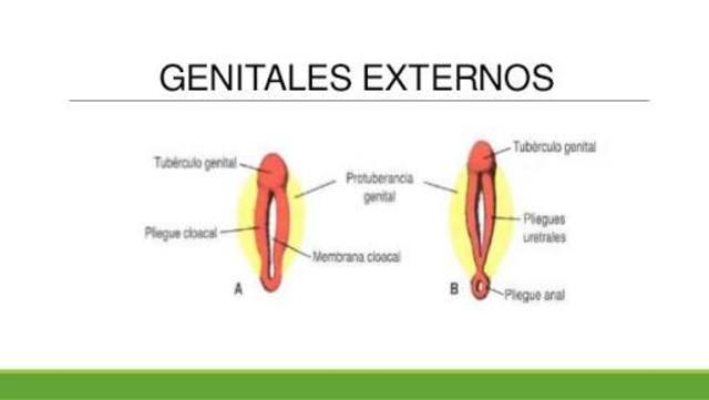 Genitales, ojo y articulaciones