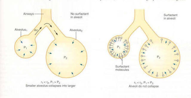 Surfactante y Lípido tensio activo