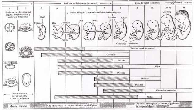 Crecimiento y Desarrollo Embrionario y Fetal