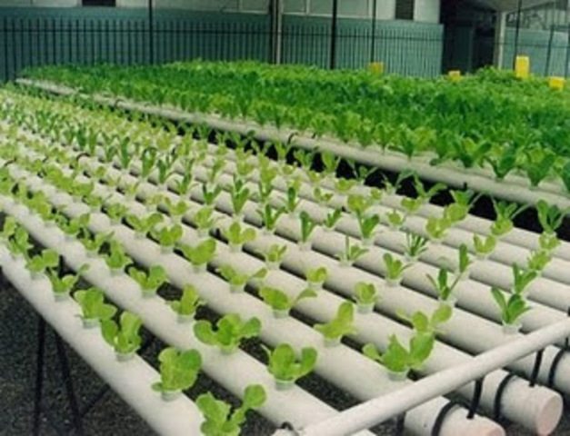 Ingeniería agrícola como programa académico