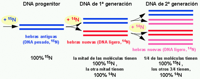 El experimento de Meselson y Stahl