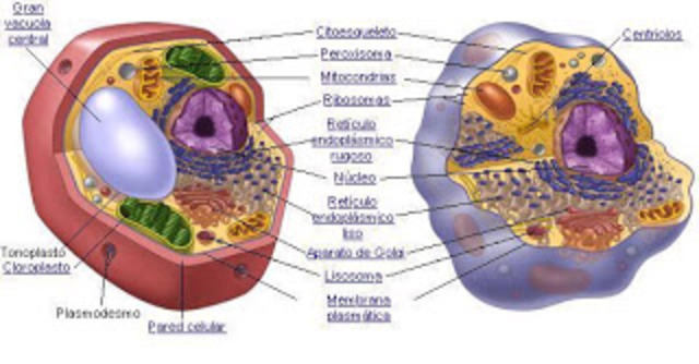 Eucariota pluricelular