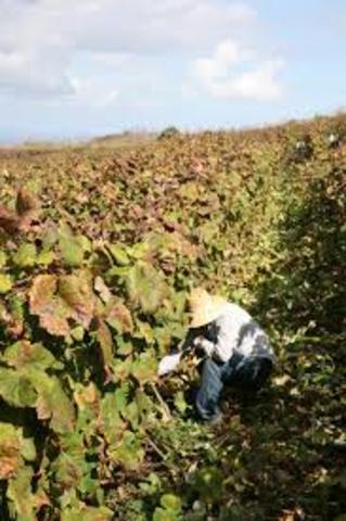 Perú: apareció el "Pisco".