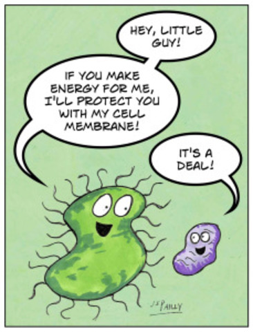 Endosymbiosis