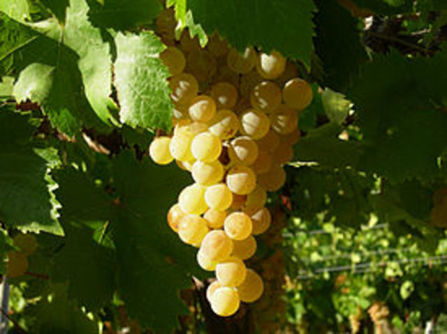 CAMPAÑA DE REIVINDICACIÓN DEL PISCO