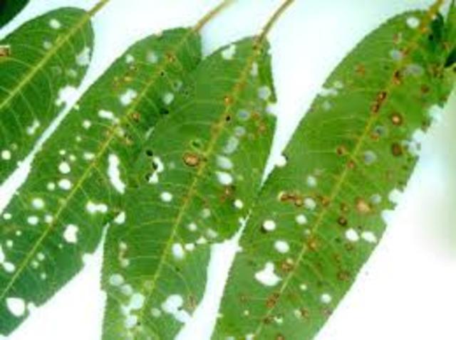 Levélbetegségek elleni védekezés (Topas 100 EC)