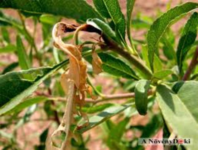 Gyümölcsmolyok elleni védekezés (Kaiso EG)