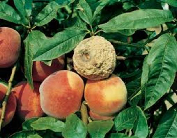 Gyümölcs moniliás betegség elleni védekezés